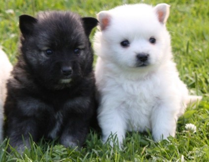 Kr�sn� fene�ka mal�ho �pice