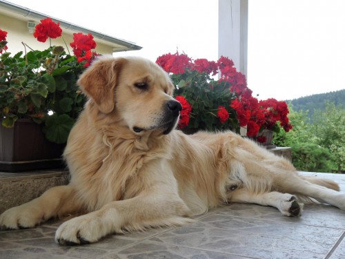 zlat� retr�vr ke kryt�