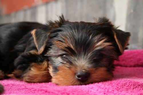 York��rsk� teri�r �t���tka