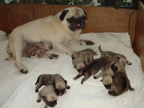 MOPS-b�ov� �t���tka s PP