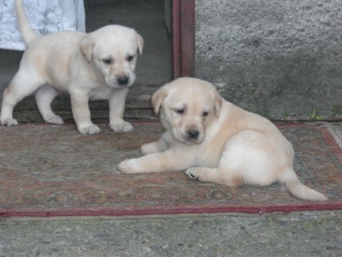 Prod�m �t�n�tka labradorsk�ho retrievra