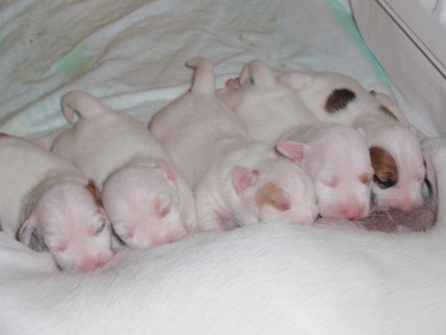 Jack Russell teri�r bez PP