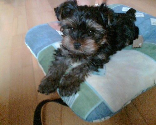 york��rsk� teri�r-�t�n�-pejsek