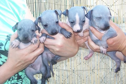 ABT-�t���tka nahat�