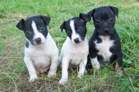 ABT-�t���tka chlupat�