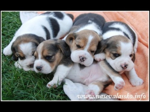 �t���tka beagl�k� s PP