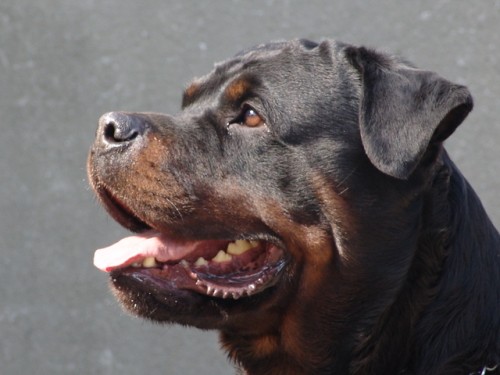 �t��ata rotvajlera s PP