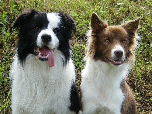 �t���tka border collie