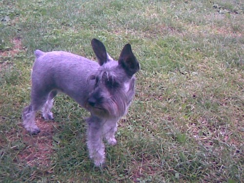 Malí Knírač Malí Knírač