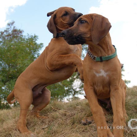 RHOD�SK� RIDGEBACK