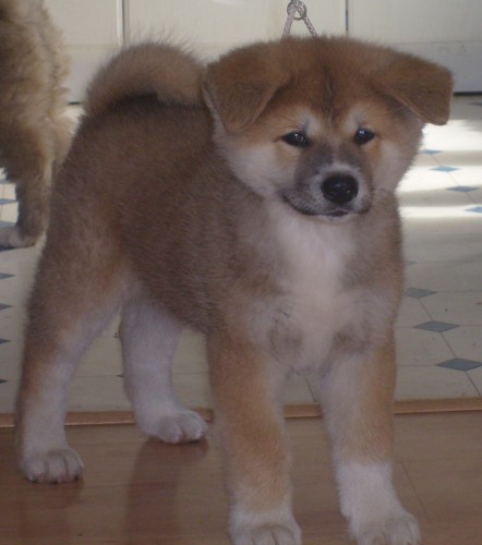 Akita inu Akita inu