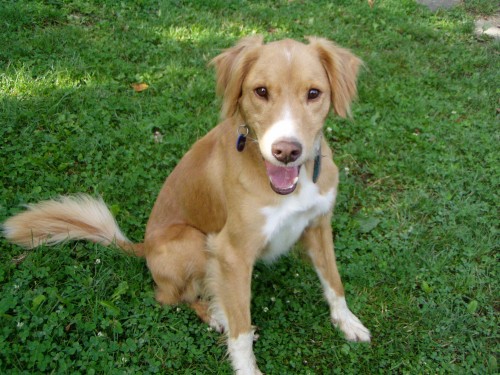 Darujeme zlat�ho retr�vra