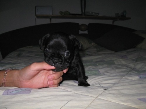 Prod�m �t�n�tka francouzsk�ho buldo�ka