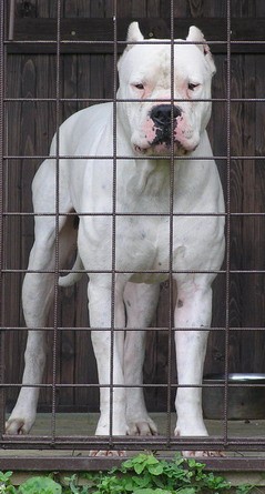 Argentinsk� doga-�t��ata