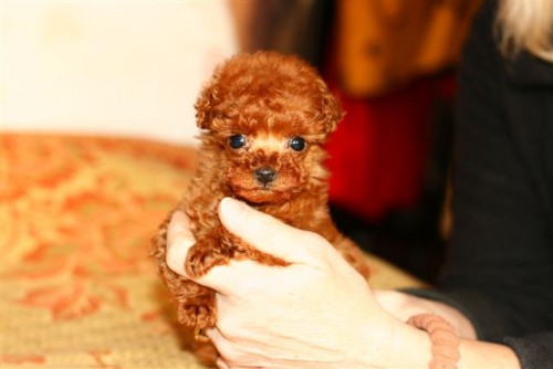 Pudl toy a trpasli�� apricot a �erven� 