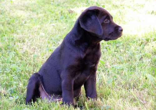 Prod�m fenku labradora