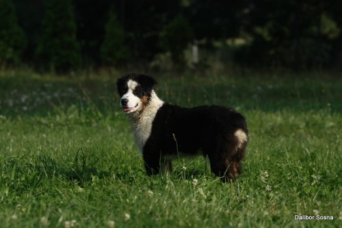 �t�n� australsk� ov��k