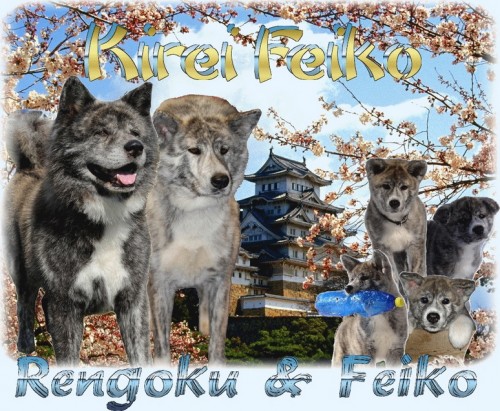 Akita Inu s PP Akita Inu s PP