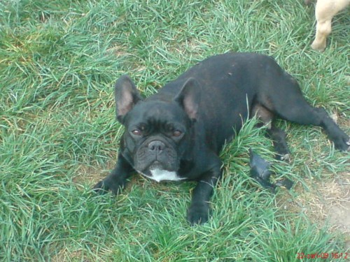 Francozsk� buldo�ek