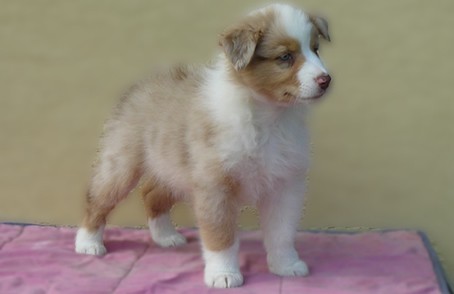 �t���tka australsk�ho ov��ka