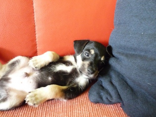 knirac maly krizenec knirac maly krizenec