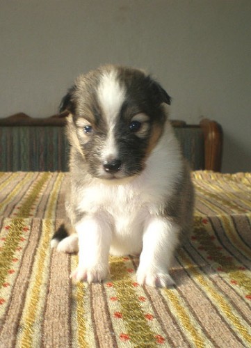 �eltie - sheltie - �t��ata