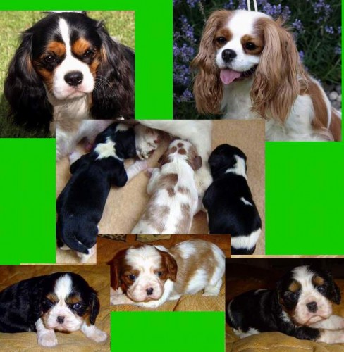 Z Kamilkov� zahrady