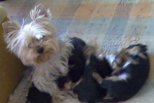 jork��rsk� terier-stenatka