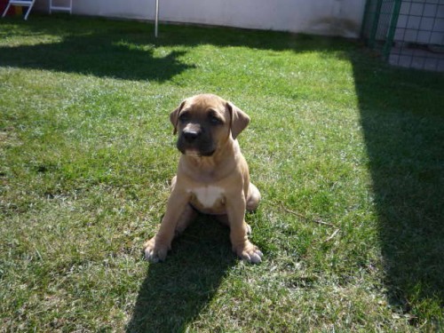 Americk� staford��rsk� teri�r - �t�n�