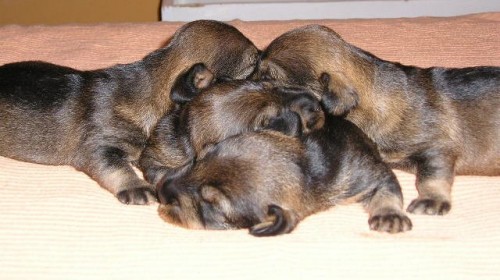 Jezev��k drsnosrst� trpasli��-kr�li��