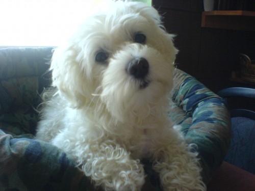 Nab�z�m ke kryt� Bolo�sk�ho ps�ka