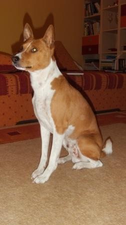 Basenji s PP ke kryt�