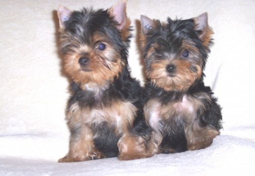 Jork��rsk� teri�r s PP