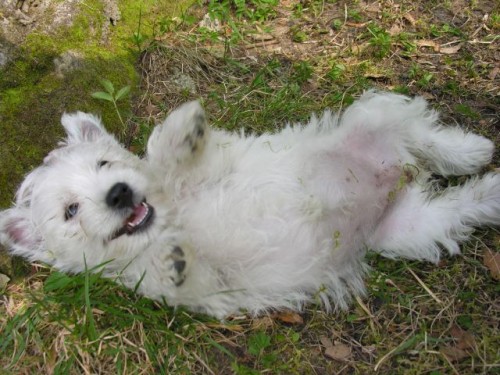 West�k, �t��ata s PP.