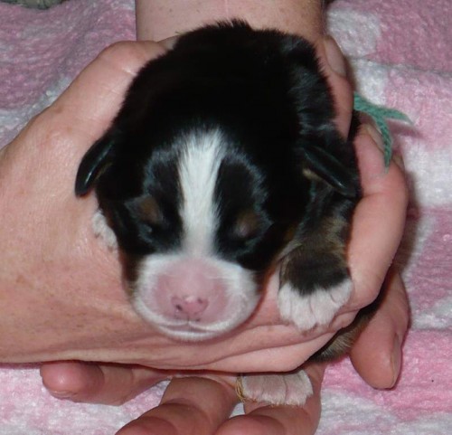 Prod�me �t���tka Bernsk�ho sala�nick�ho psa