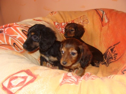 Jezev��k dlouhosrst� trpasli��-kr�li��