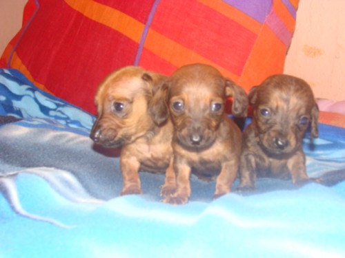 jezev��k hladkosrst� trpasli��-kr�li��