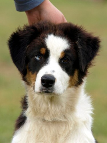 Australsk� ov��k