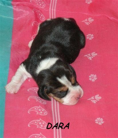 Beagle - bígl Beagle - bígl