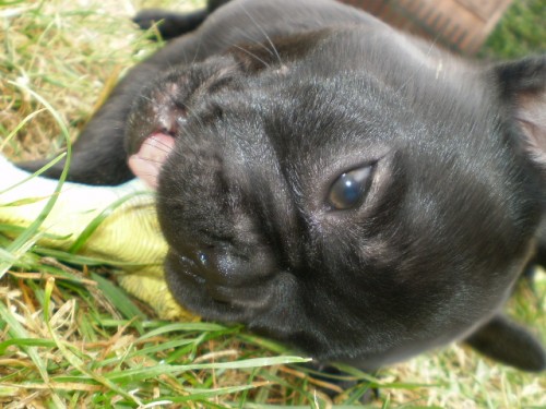 Francouzsk� buldo�ek