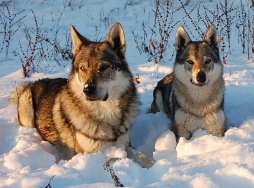 �eskoslovensk� vl��k