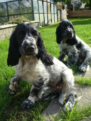 Anglick� kokr�pan�l s PP