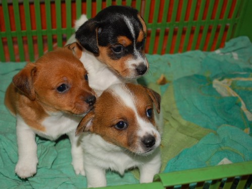 �t���tka - pejsci bez PP