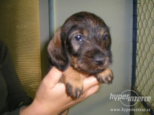 Jezev��k dlouhosrst� trpasli��-kr�li��