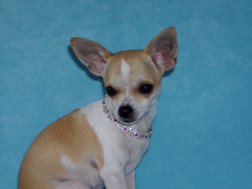 �IVAVA KR�TKOSRST� S PP.