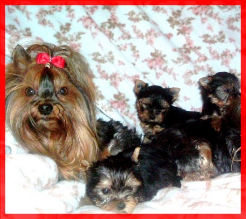 Prod�m velice kvalitn� a kr�sn� �t���tka Jok��rka 