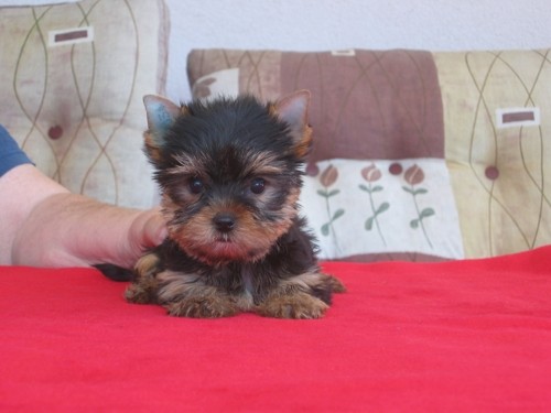 Jork��rsk� terier