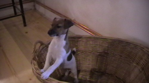 �t�n� Jack Russel terier