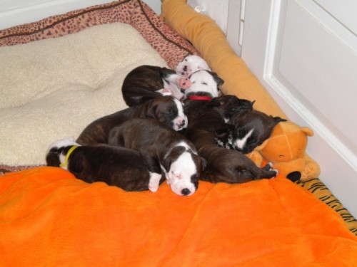 Americk� pitbullteri�r