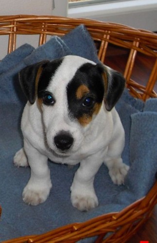 Prod�m �t�n� jack russell terier